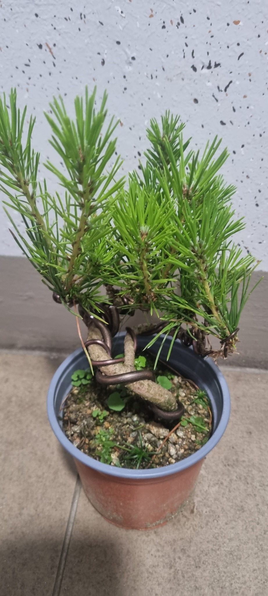 식물 해송소나무 분재 화초