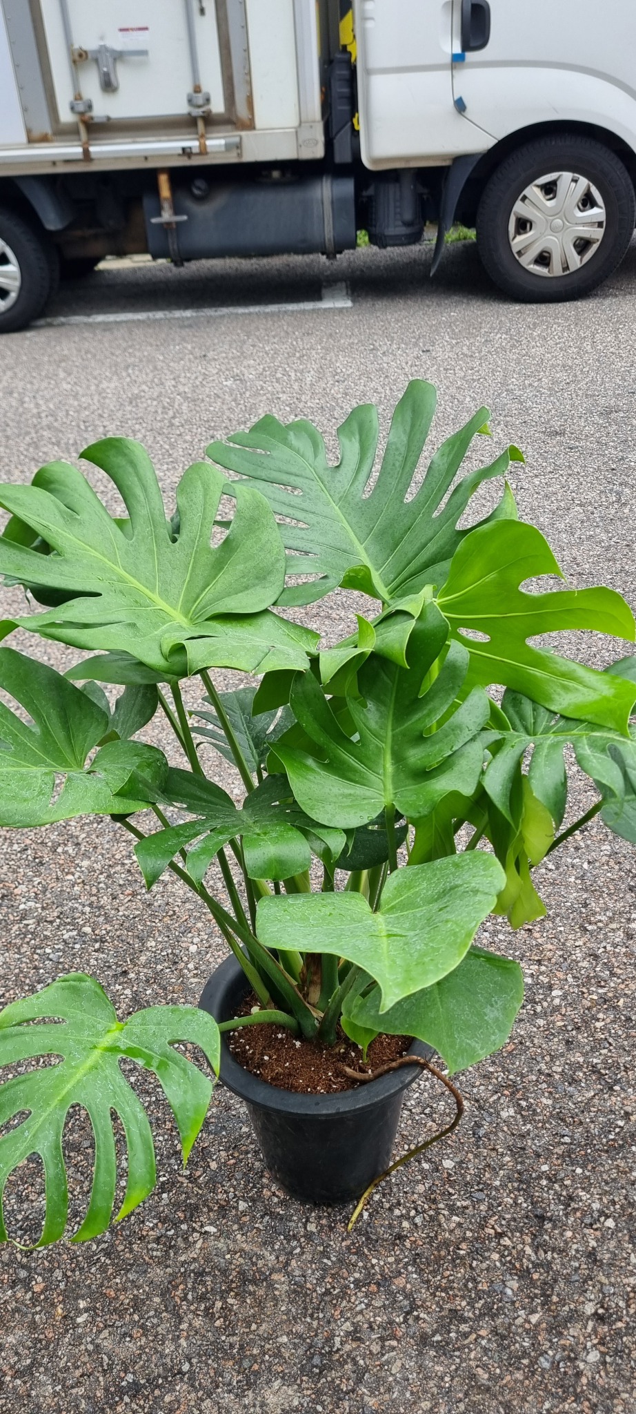 식물 몬스테라 화초