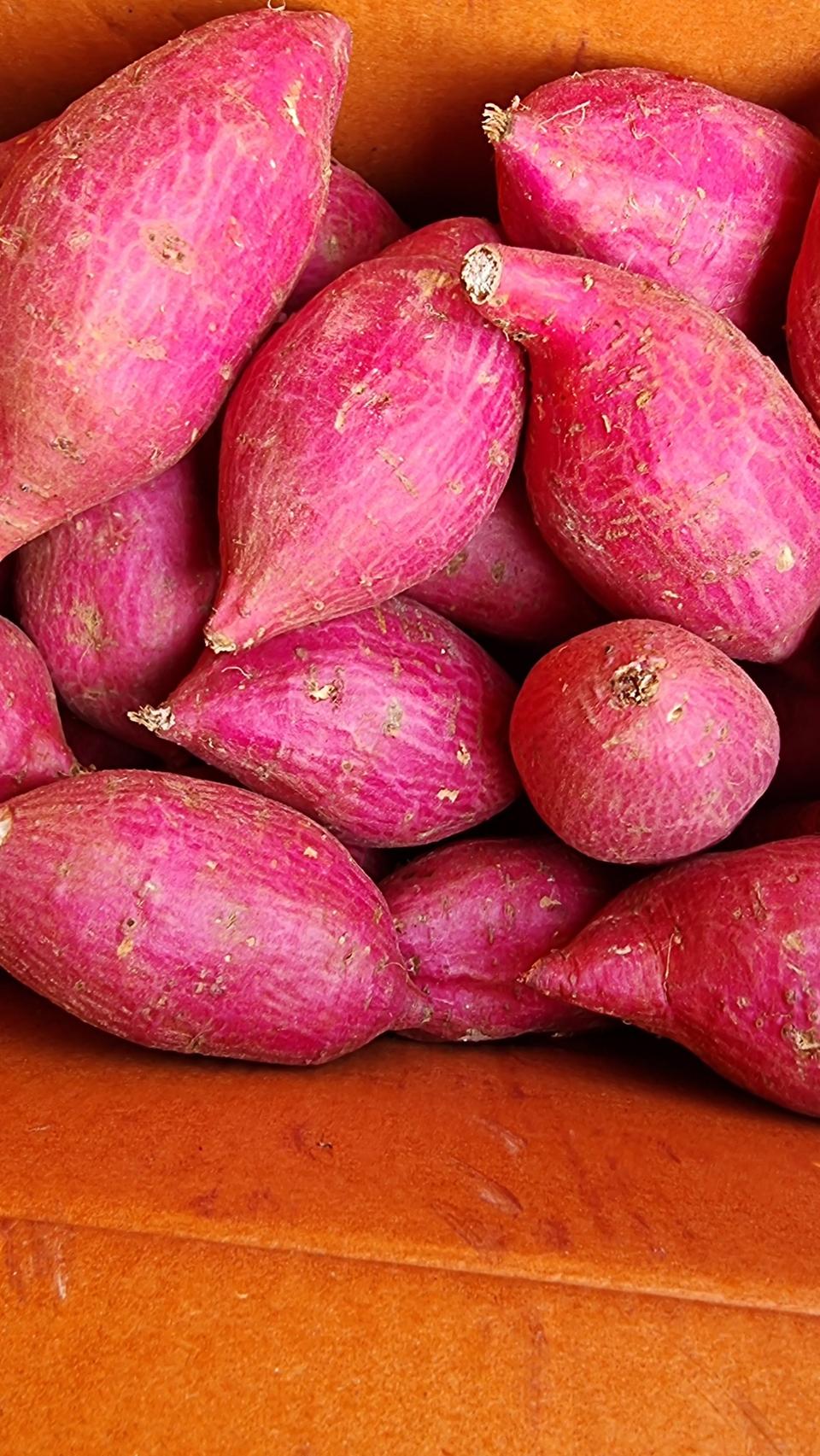 해남햇밤고구마10kg35000원택비포함