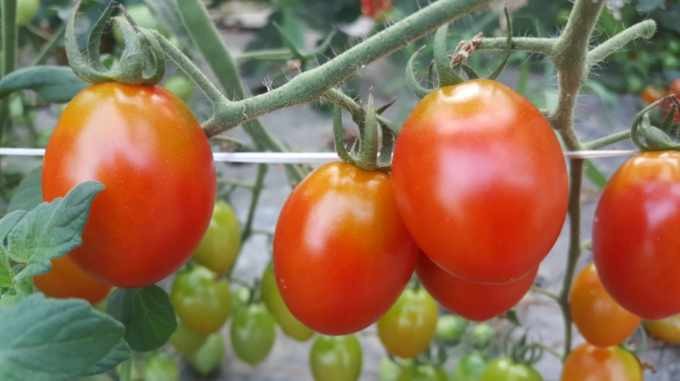 대추방울 토마토즙 100포