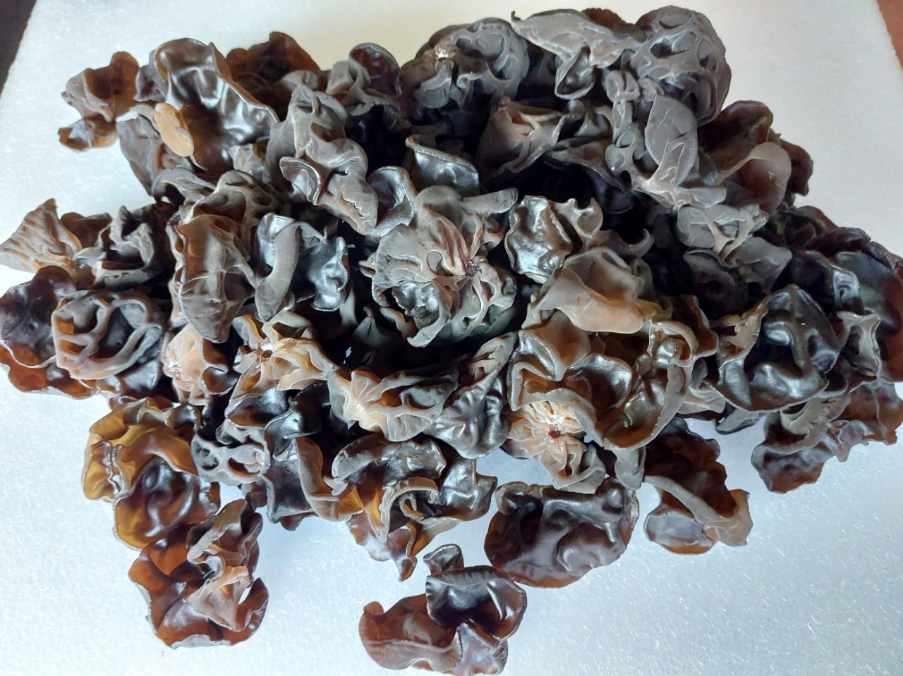 생 목이버섯 1키로