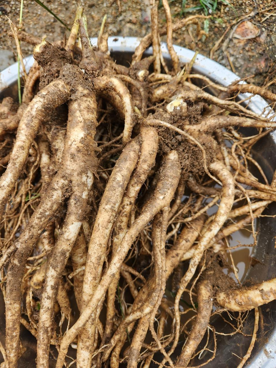 피도라지 백도라지