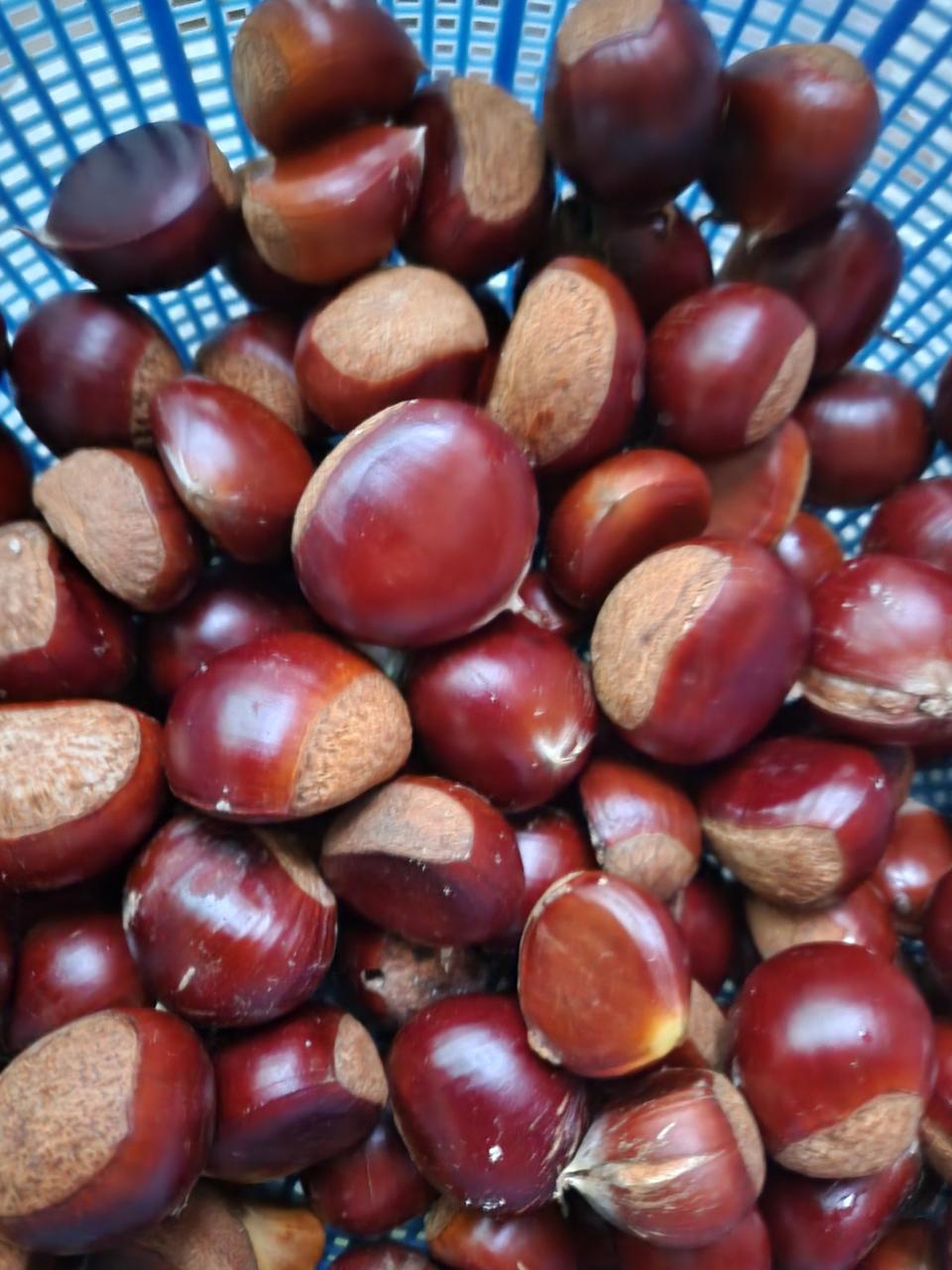 알밤 밤 재배밤