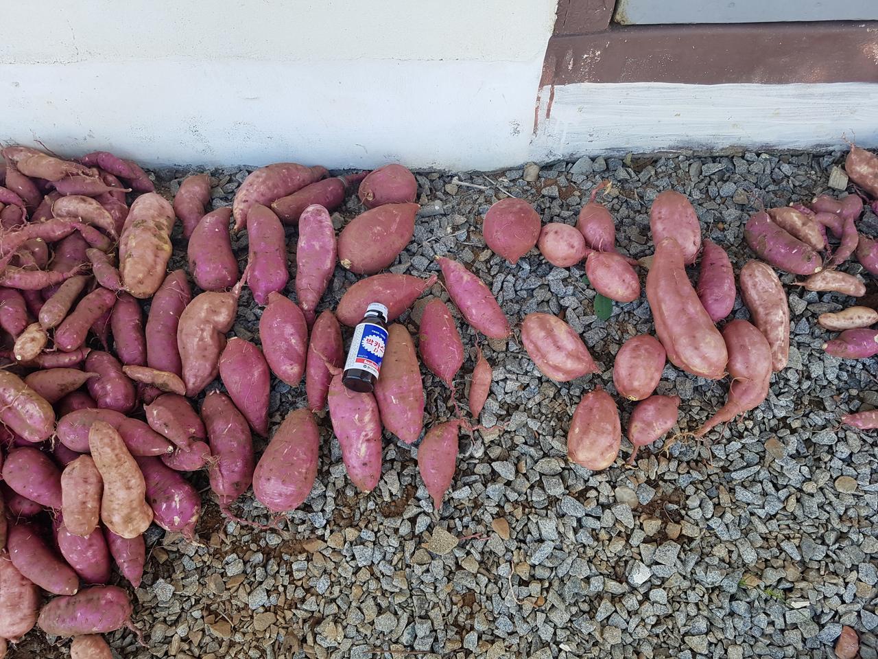 고구마 판매