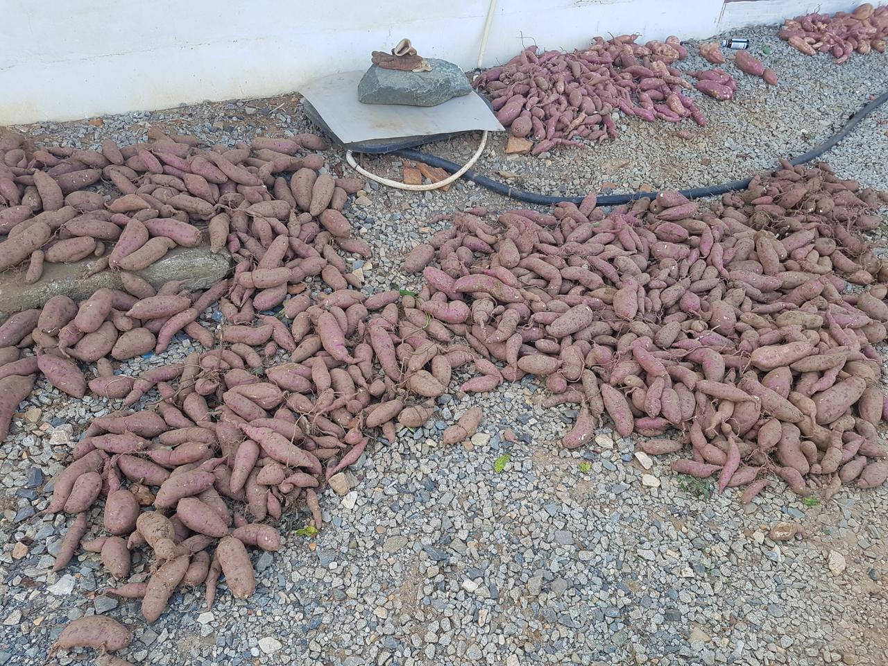 고구마 판매 꿀고구마