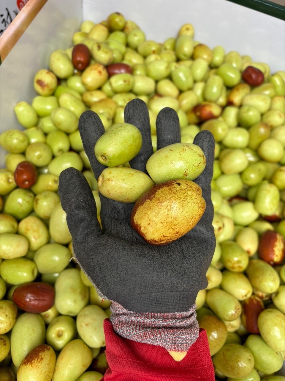 대추3키로24000무료배송