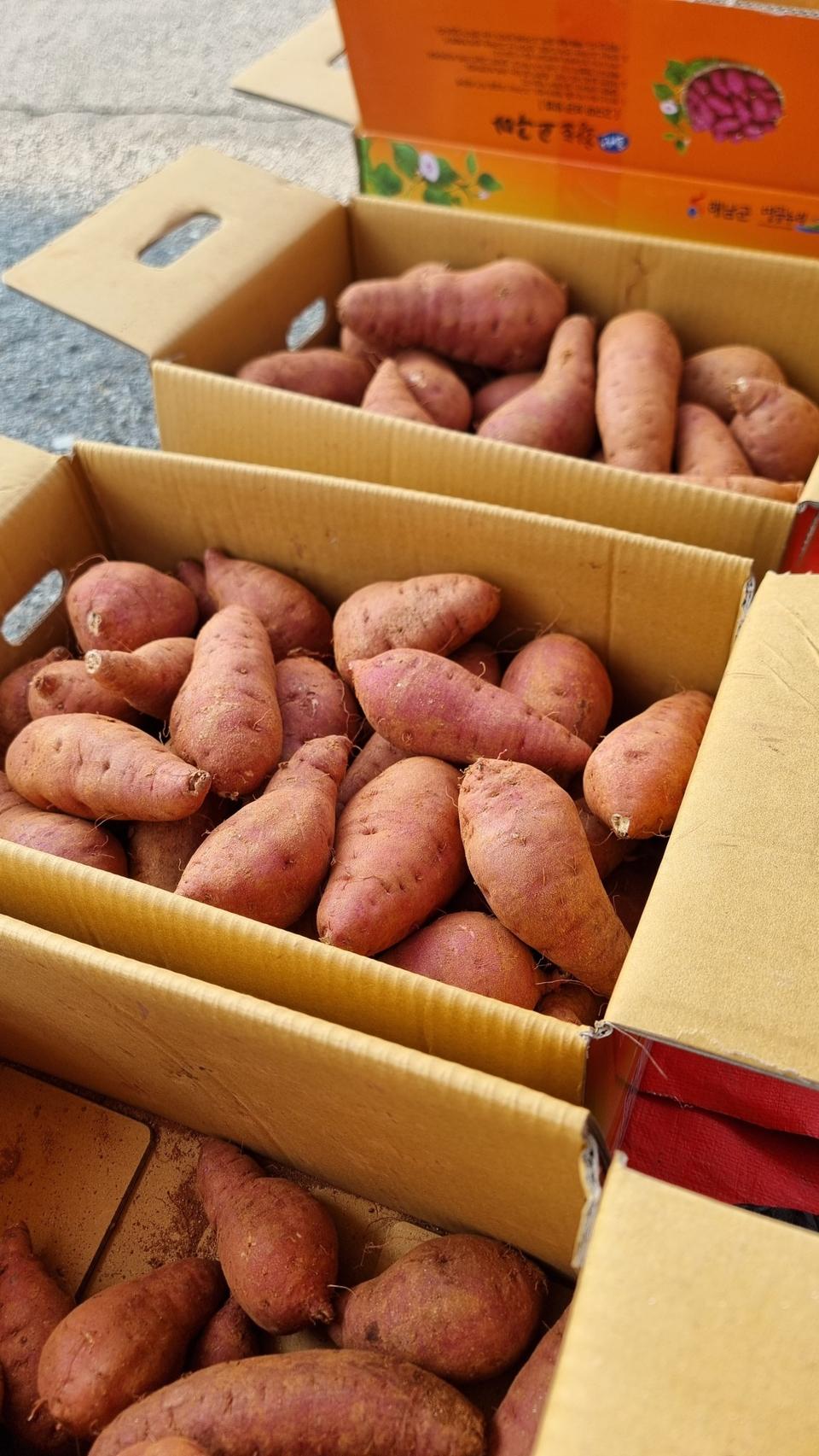 해남황토밭밤꿀고구마10kg35000원택비포함