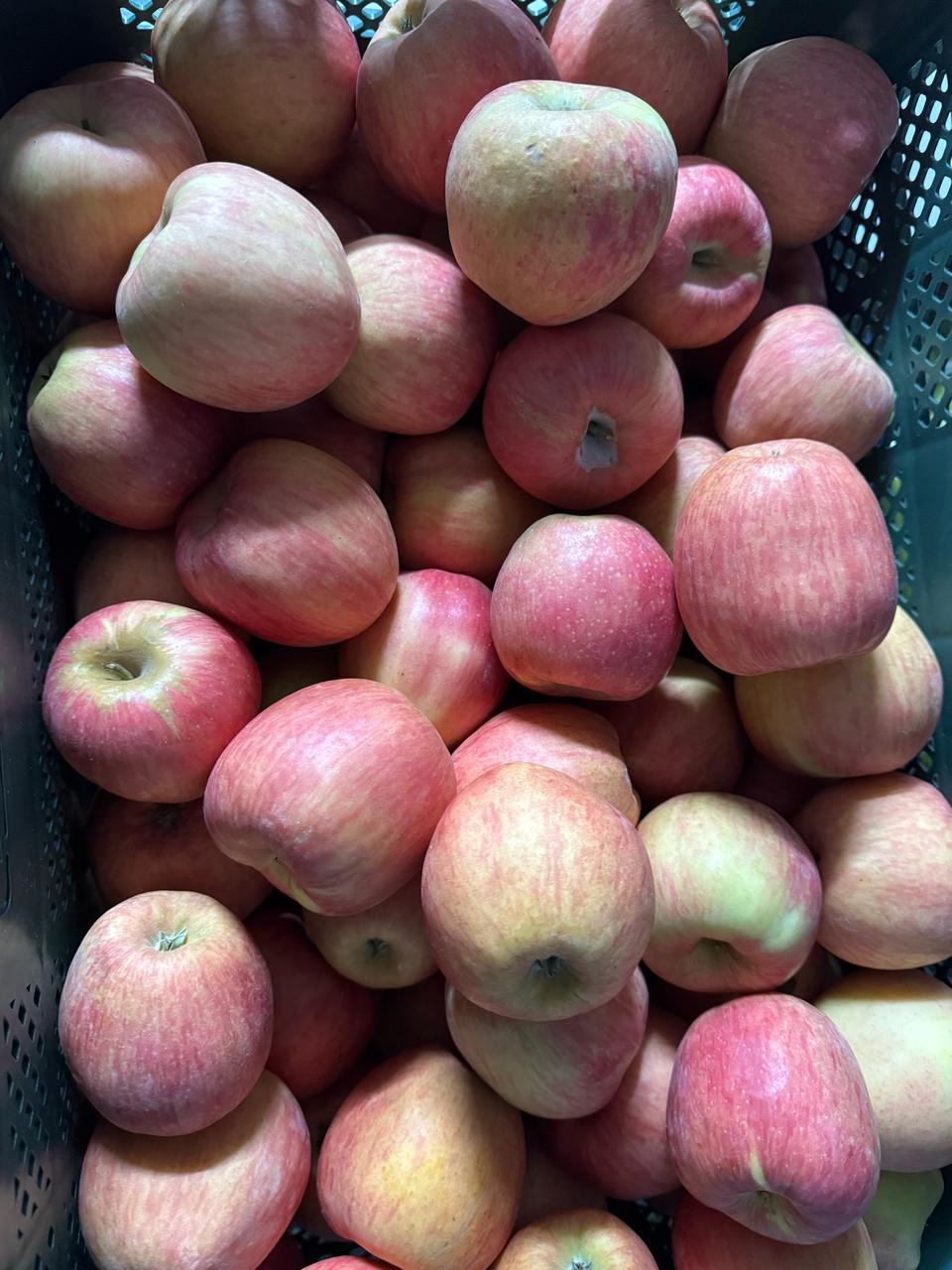 영천아리수 5키로17과내외 22000무료배송