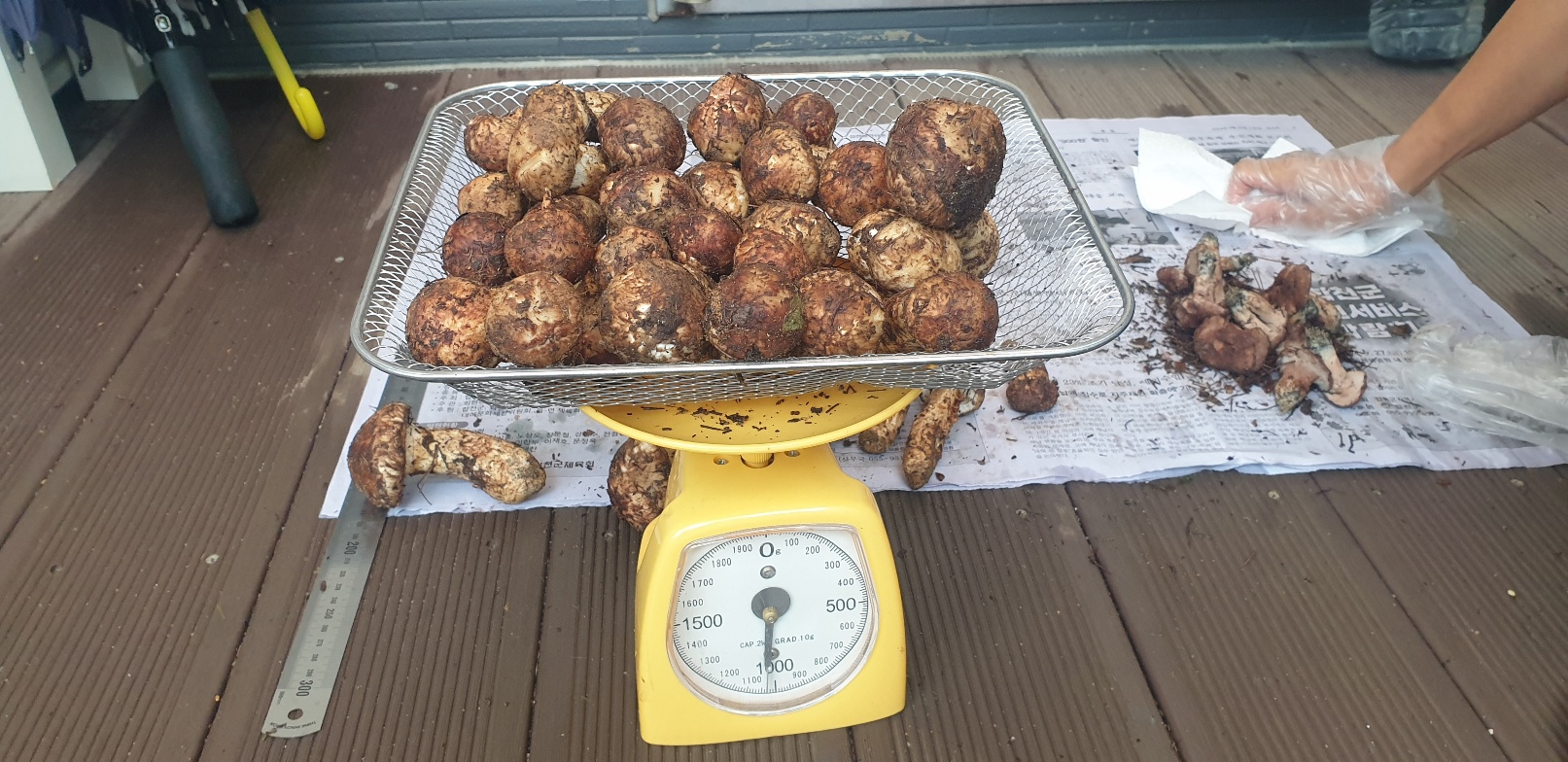 새벽에 채취한 자연산 송이