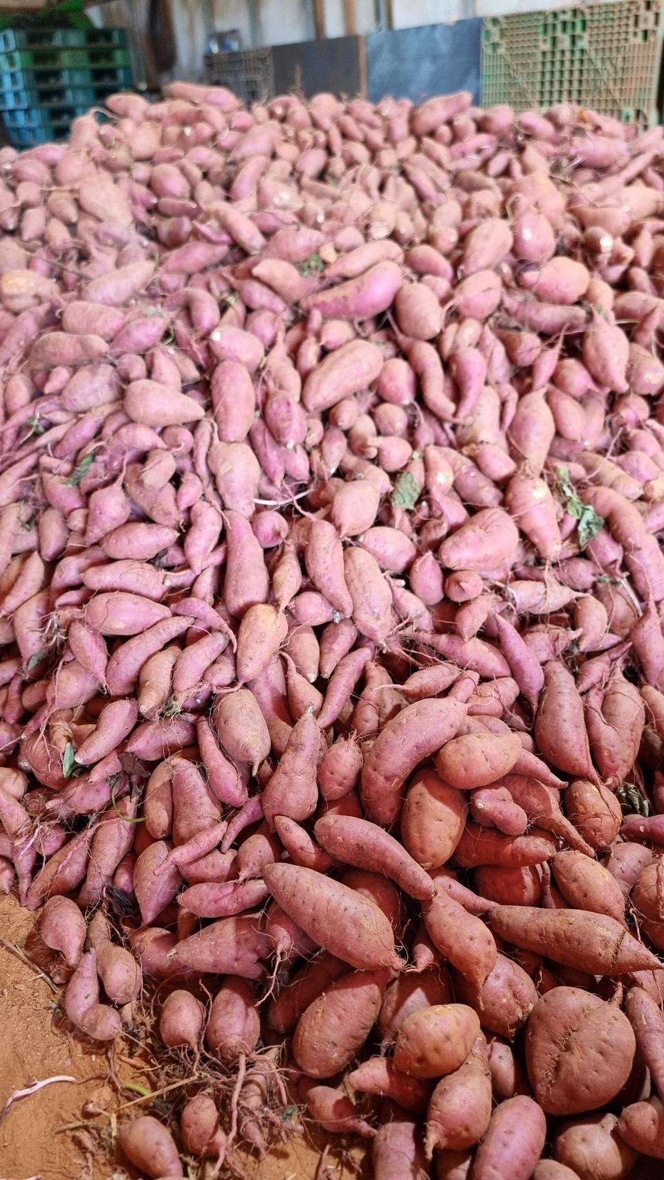 호박고구마.꿀고구마10키로30000원택비포함