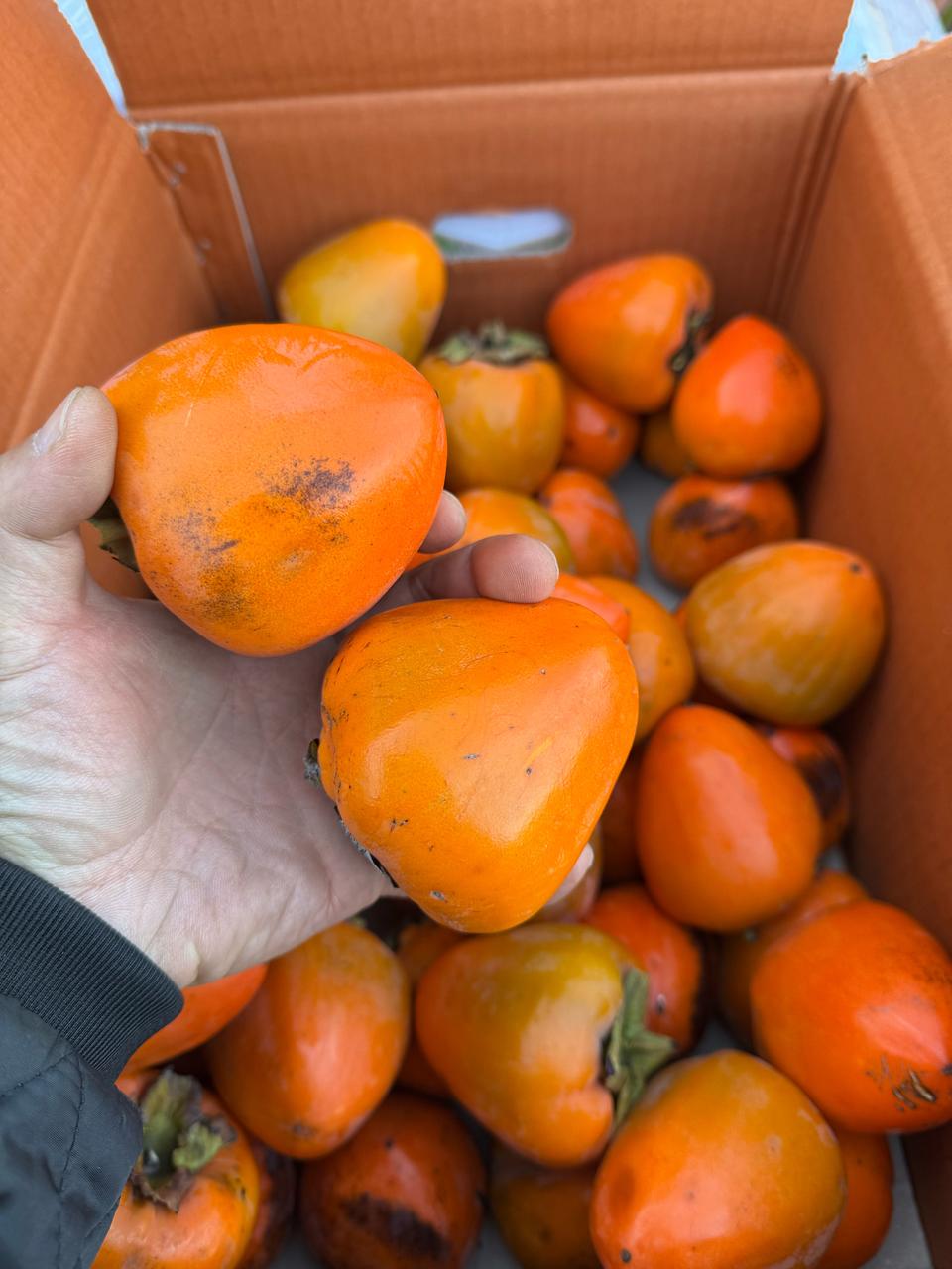 대봉감 50과내외25000무료배송