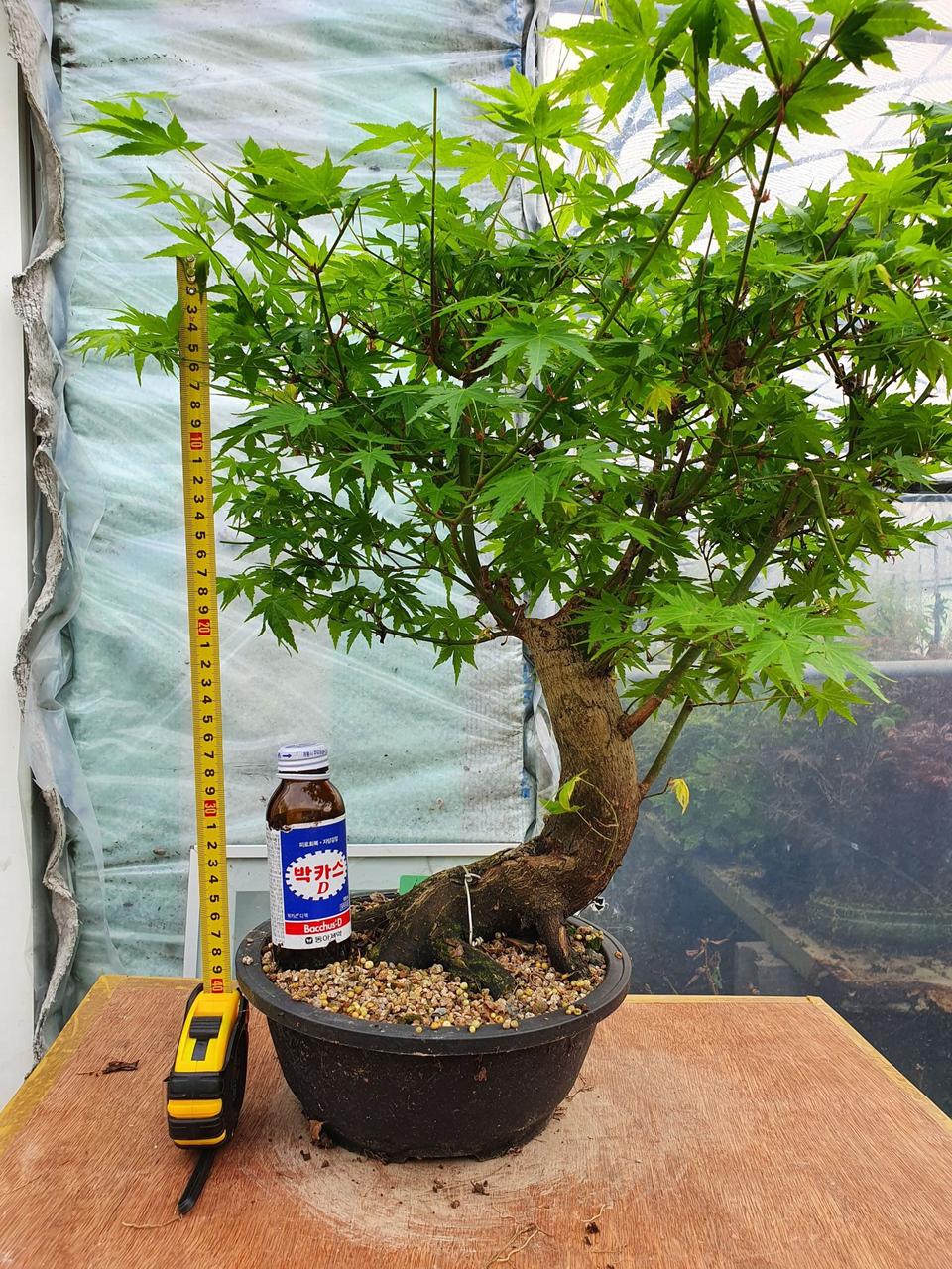 단풍나무 화분 정원수 카페화분 인테리어식물 분재