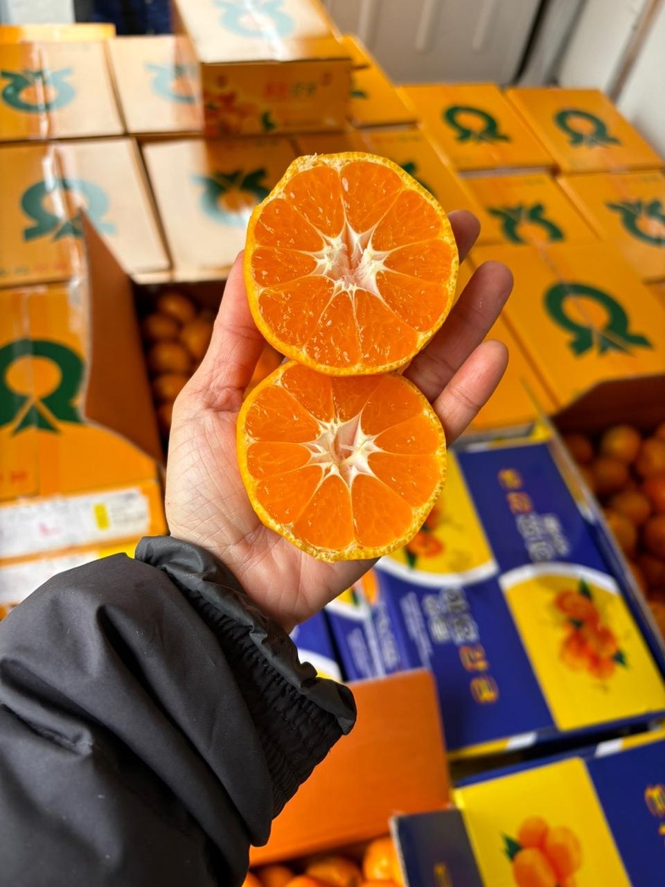 타이벡 귤 5키로 17000무료배송