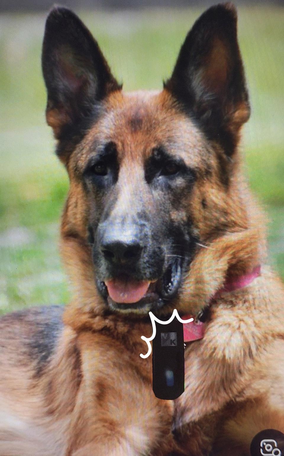 반련동물 및 보호자 음이온목걸이