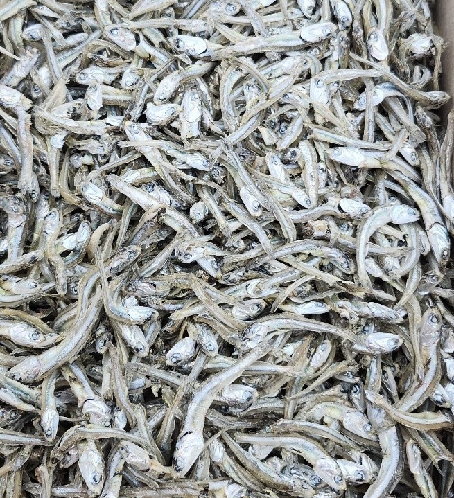 남해안 고바멸치