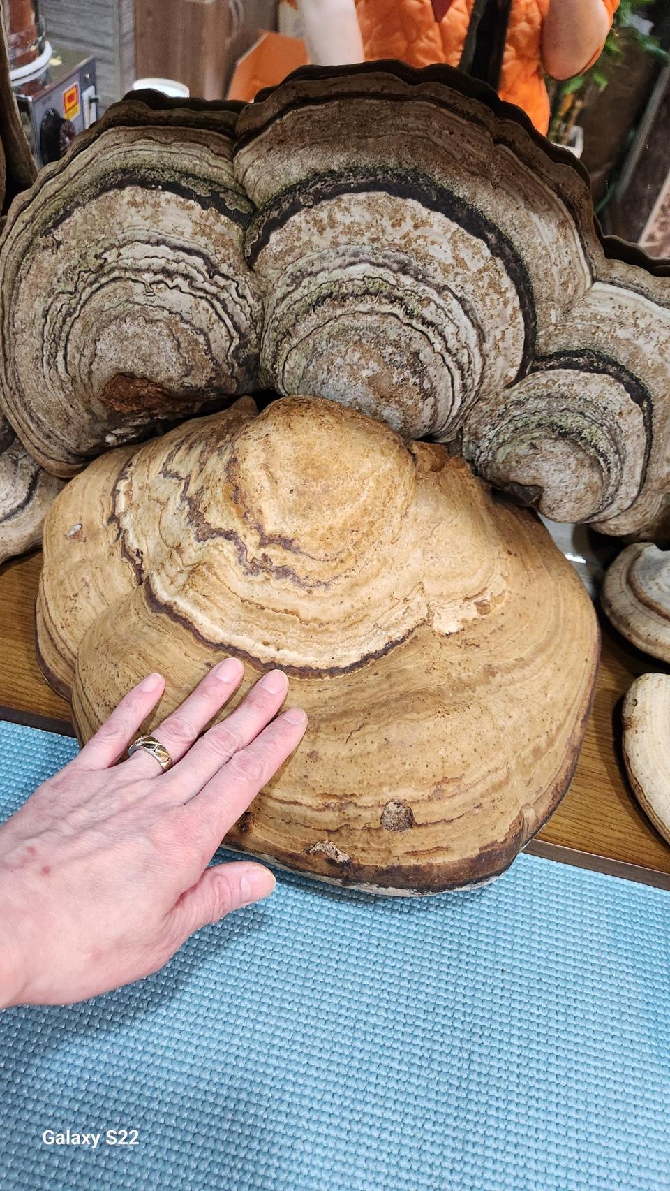 강원도 고산 말굽버섯