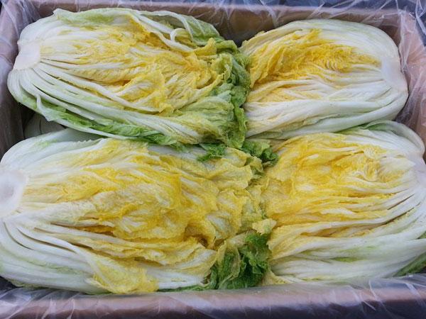 해남 절임배추 20키로