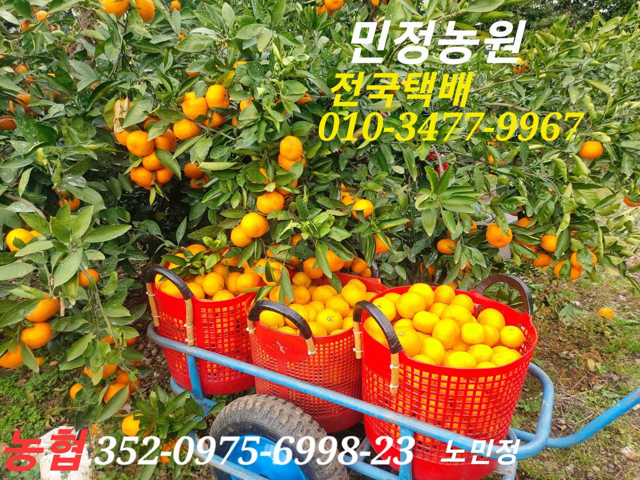 제주 감귤 10kg 택배비포함