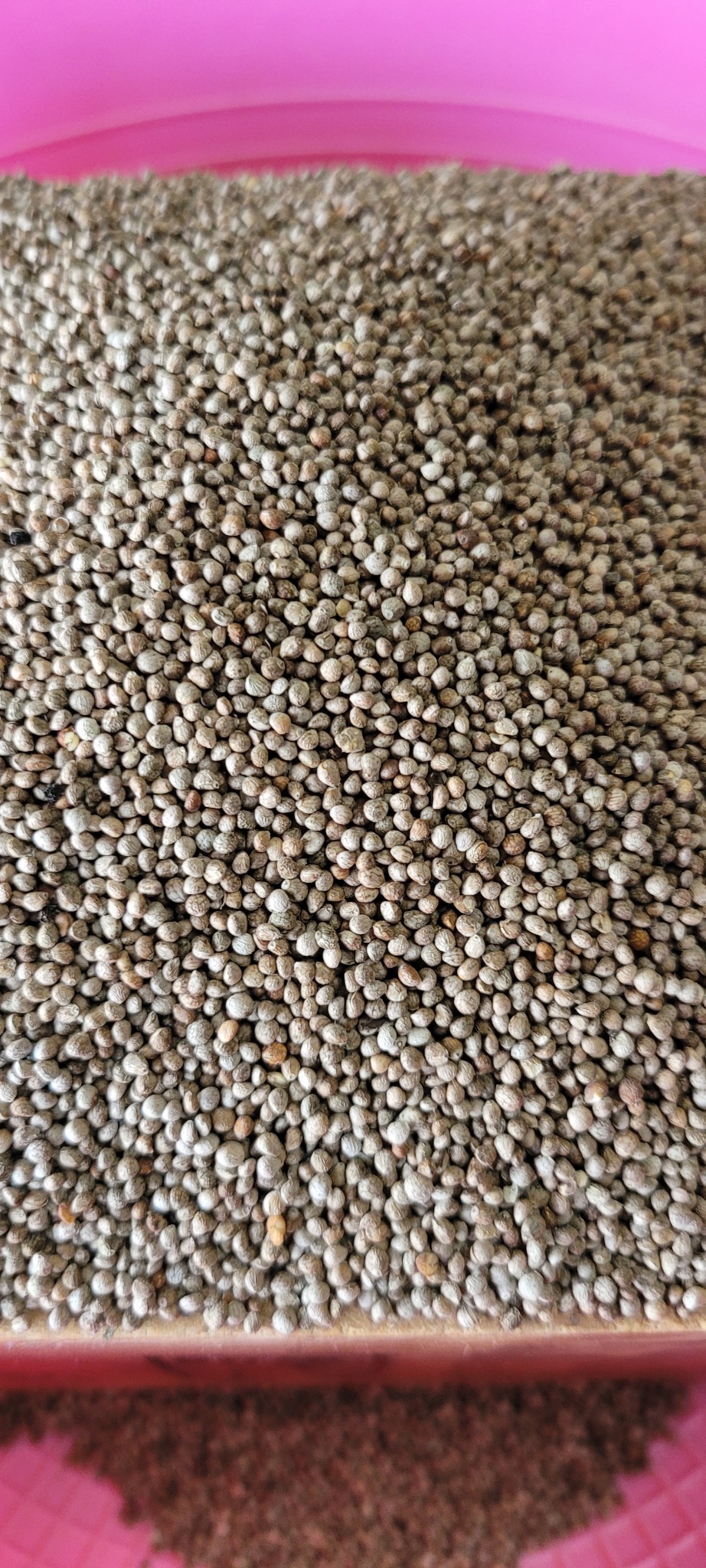 ▦시골 어머니께서 직접 재배하신 <들깨>