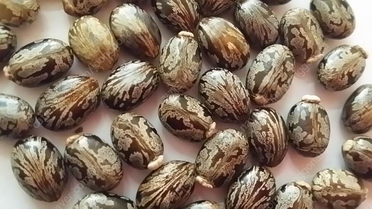 아주까리..피마자 2025年산~