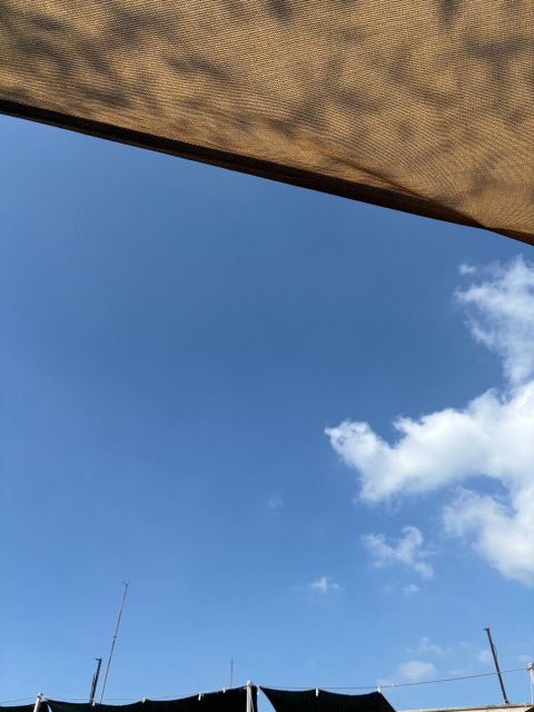 profileImg