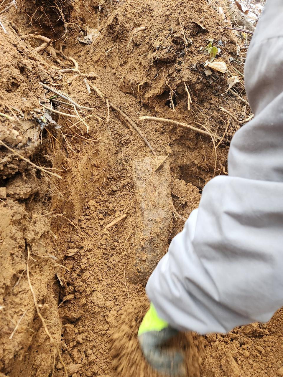 진흙에서 채추한 암칡 알칡으로 만드는 칡즙