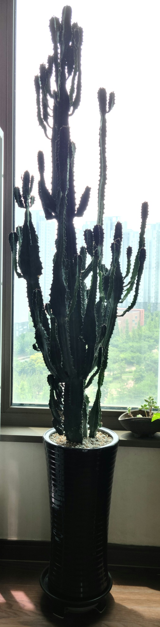 특대형 멋진 선인장