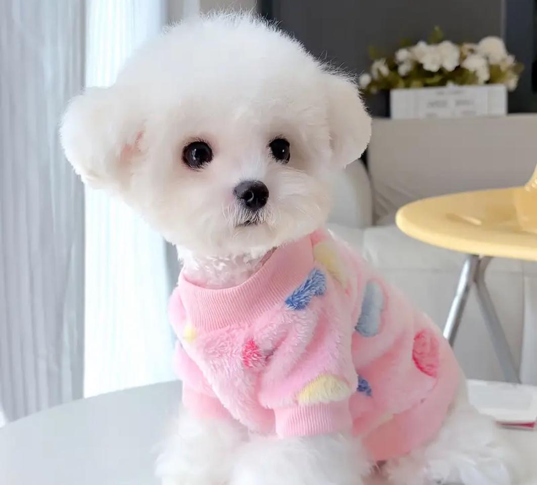 강아지 산책 옷 및 일상복 M사이즈