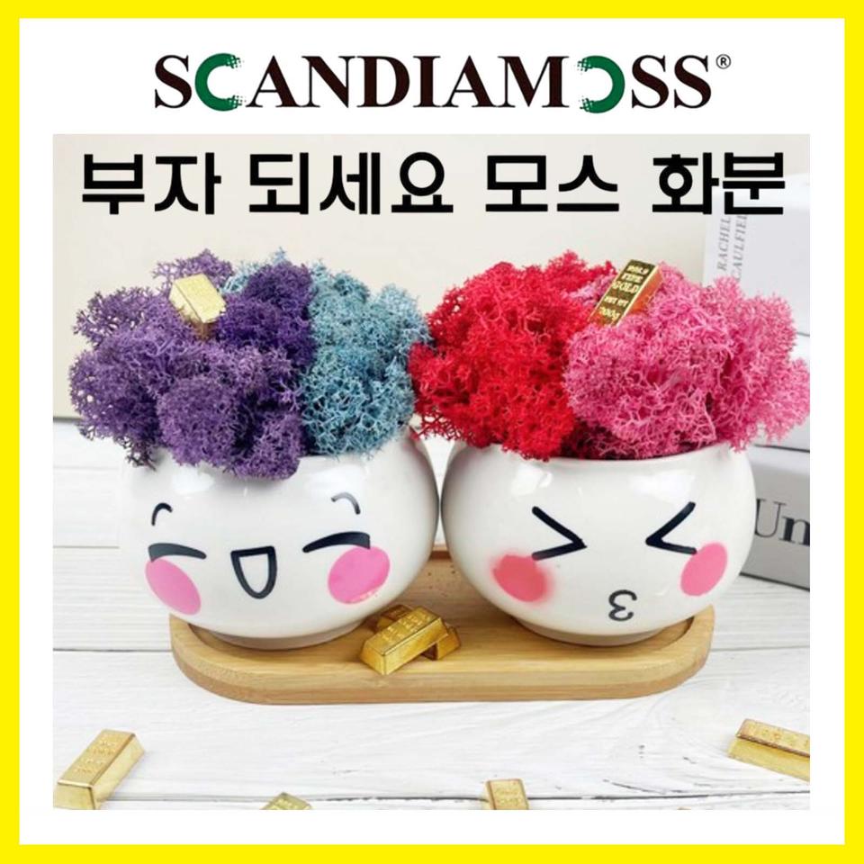 스칸디아모스 표정화분 공기정화이끼화분 2P 세트 (미개봉)