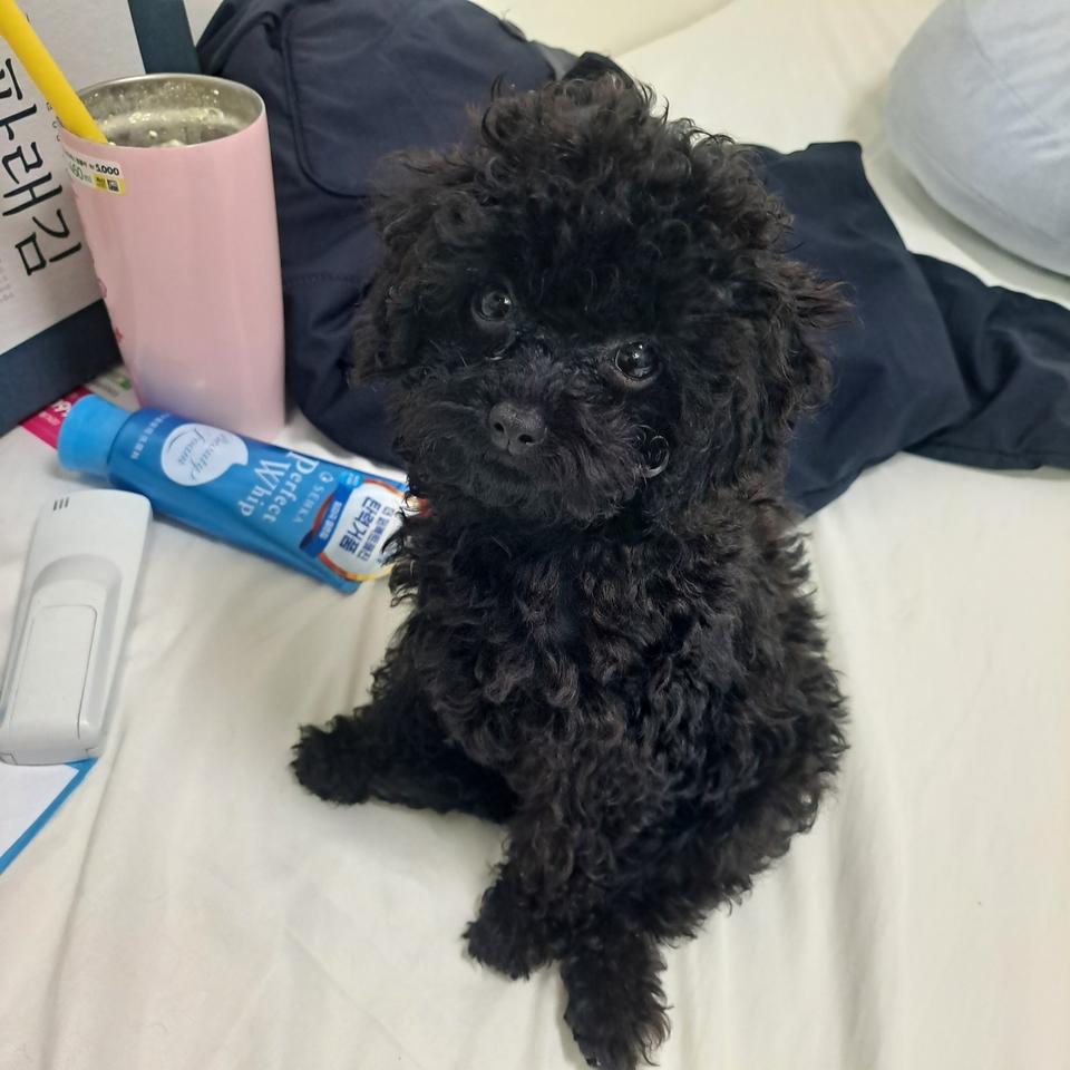 x2핸드폰  싸게 팝니다 신대방입니다