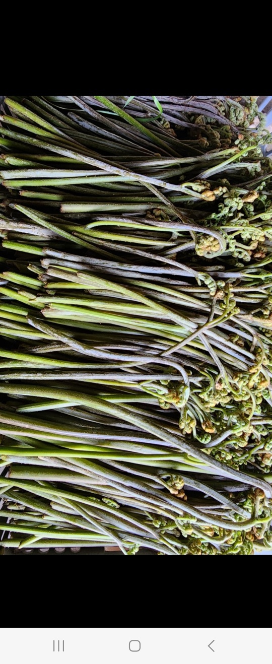 하동 지리산 자락 햇고사리(600그램)