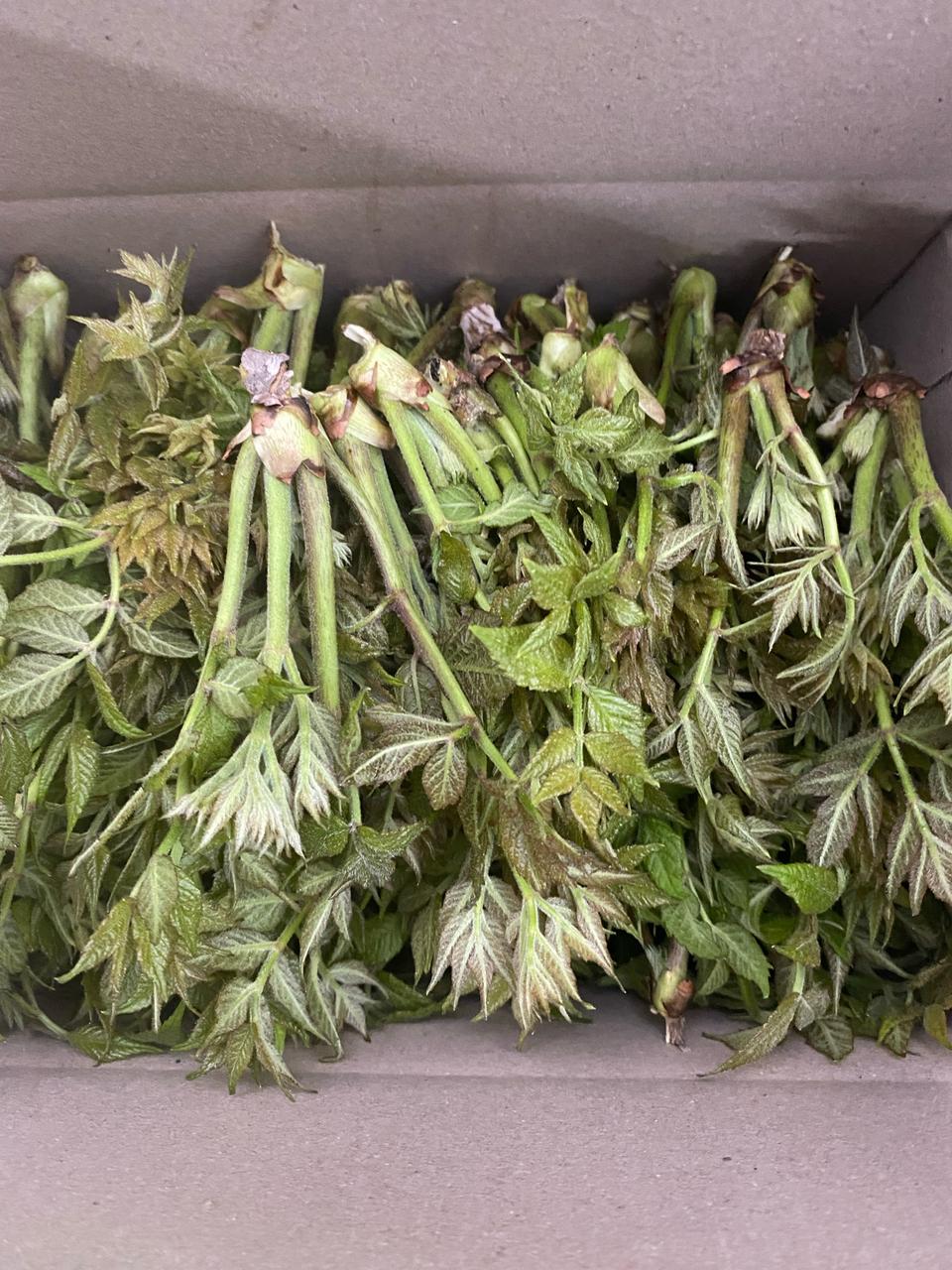 자연산 두릅 1kg