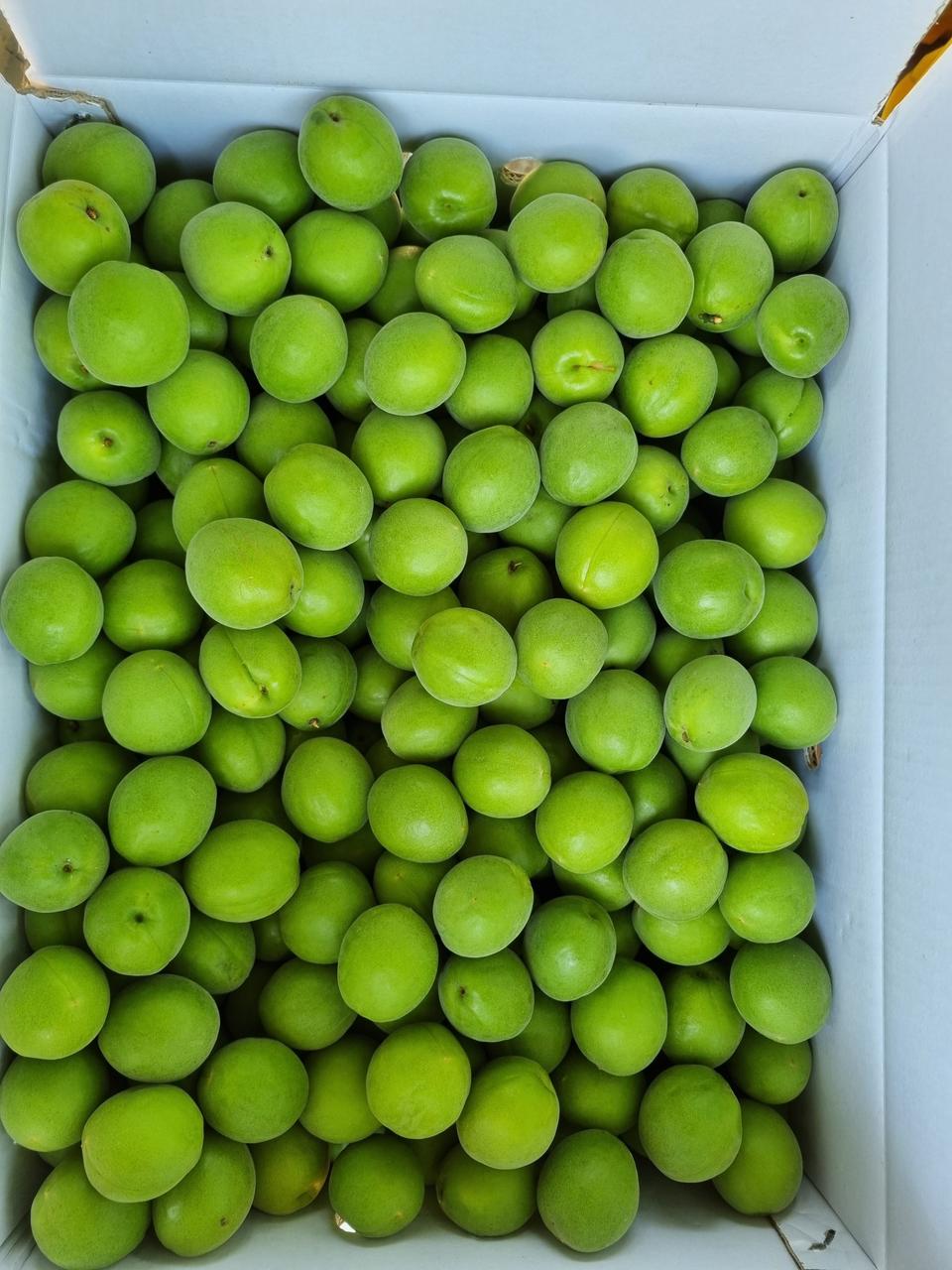 (산지직송)하동 매실 10kg 판매합니다.~