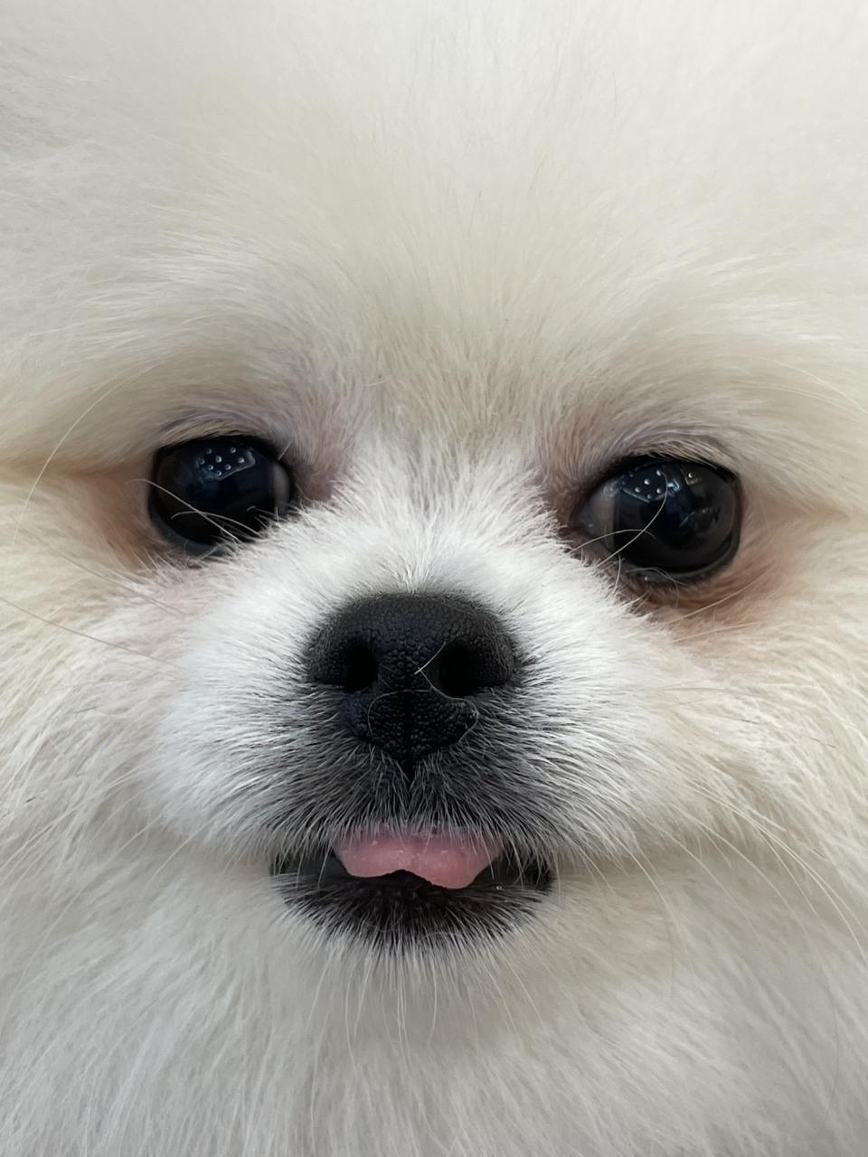 장순영언니 결제창