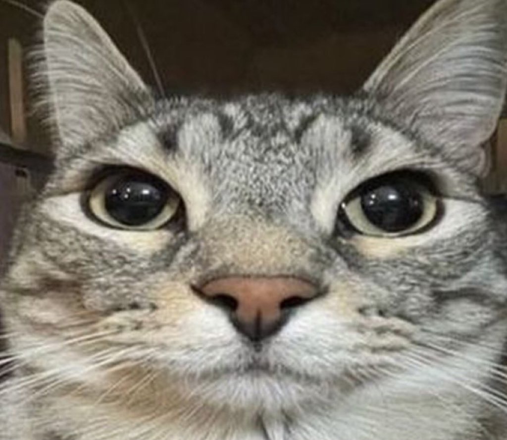 스키즈 앨범 일괄 양도