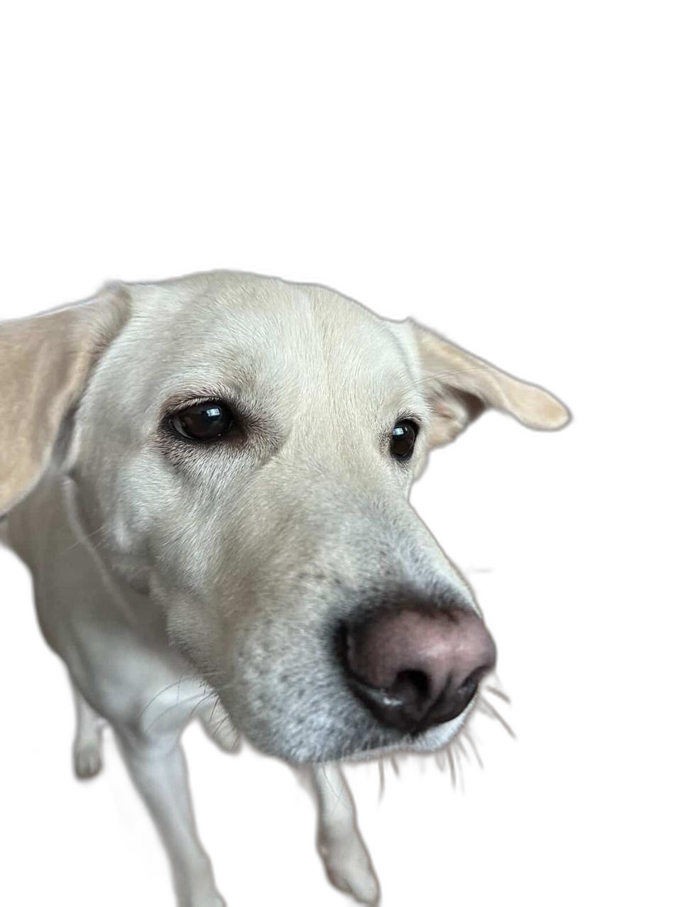 ㅗㅛ