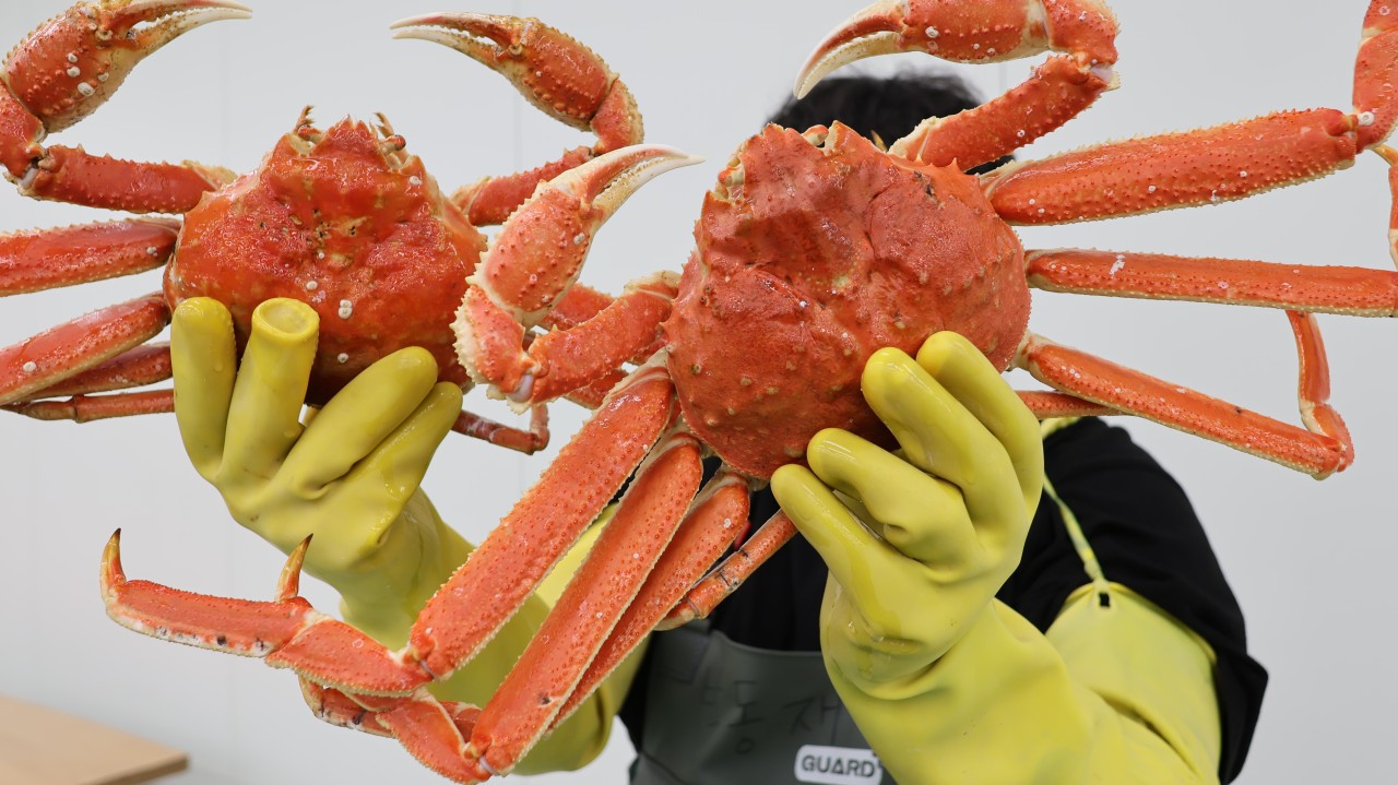 러시아 Big 박달《활 대게》