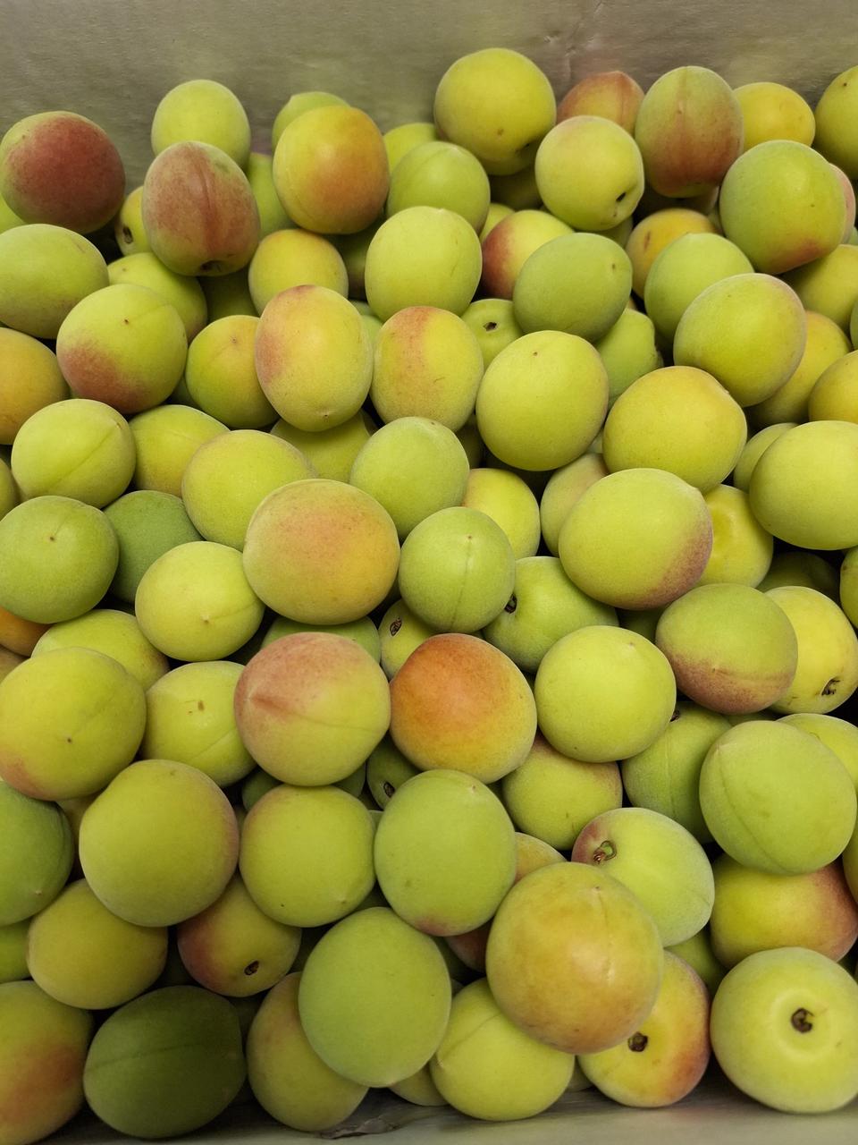 오늘만 단한상자 홍매실 10kg(무료배송입니다)