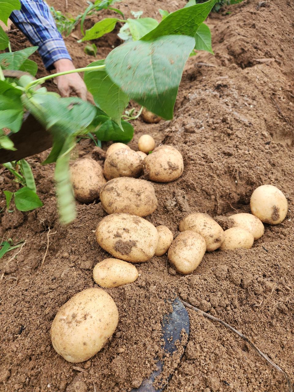 포슬포슬 분나는 두백감자