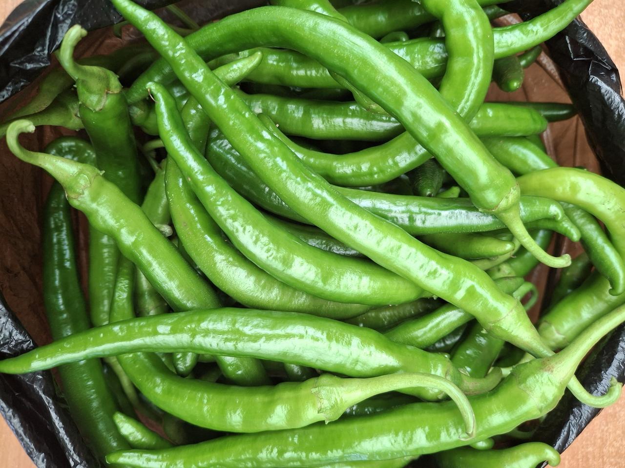 직접농사지은 무농약 풋고추1kg 무료배송입니다