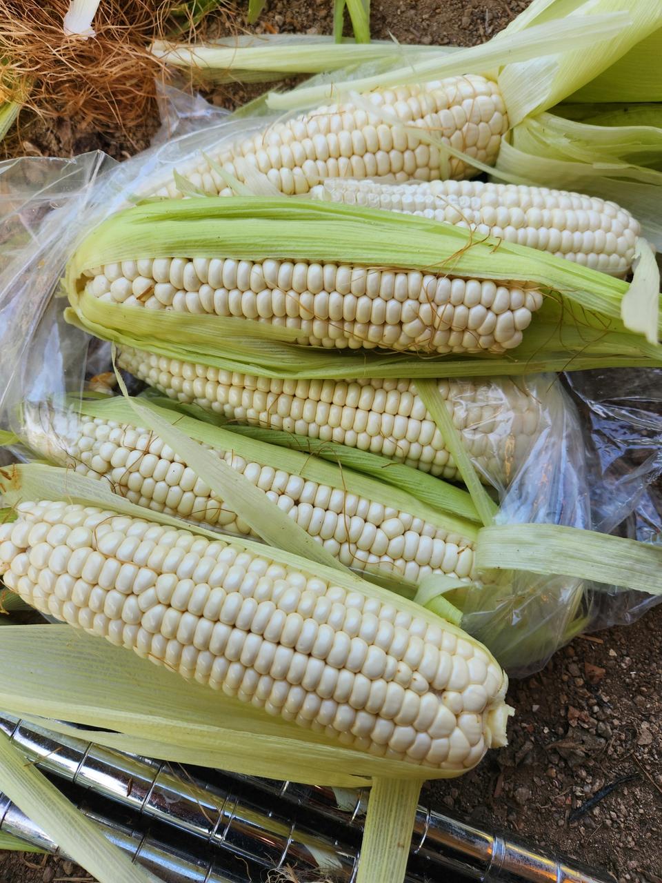 무농약 강원찰옥수수