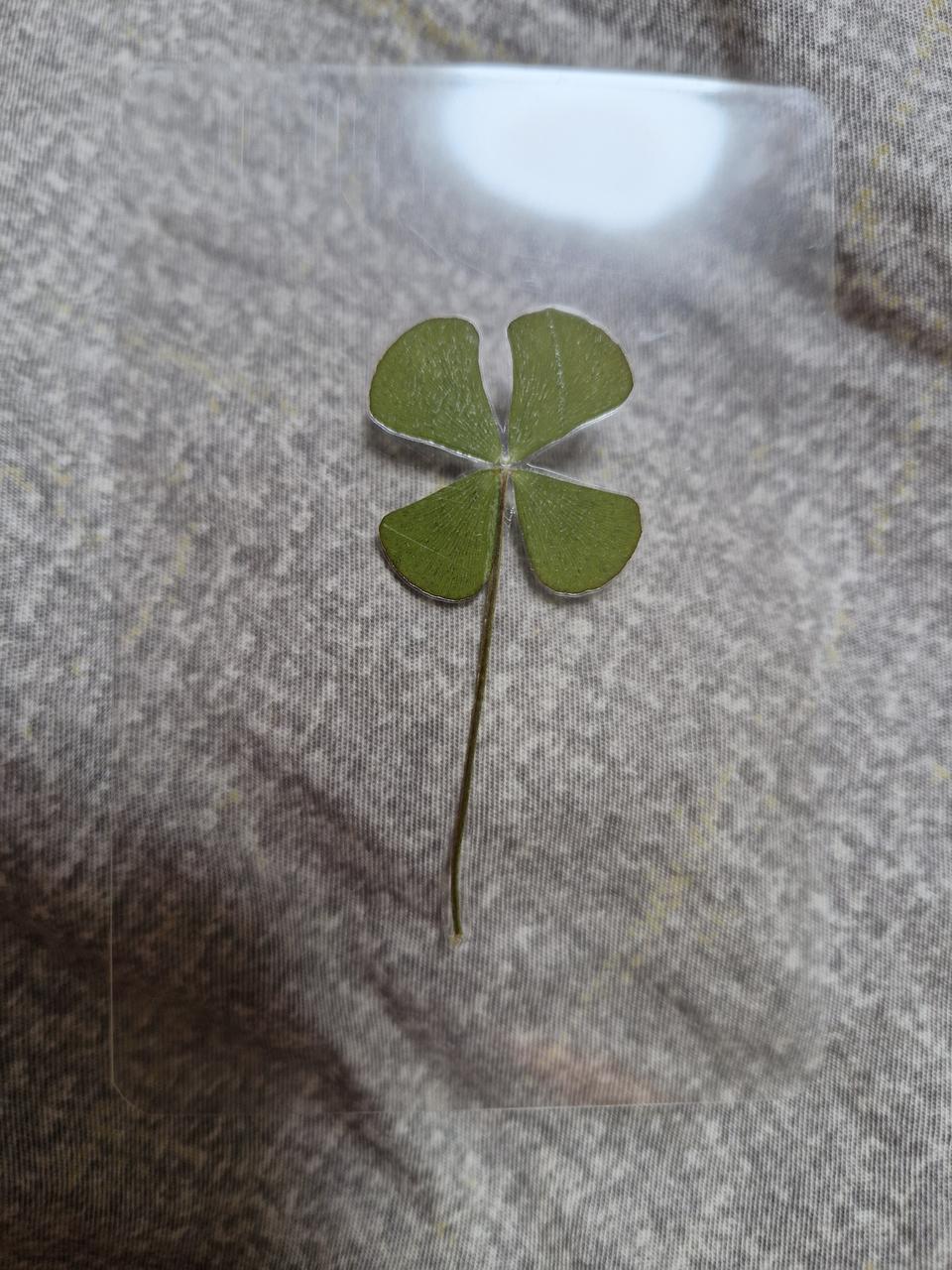 네잎클로버 코팅상품