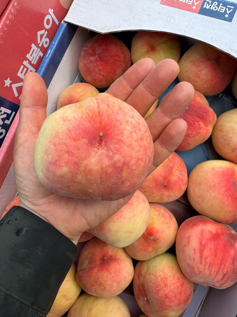 딱딱 복숭아 5키로25내외28000무료배송