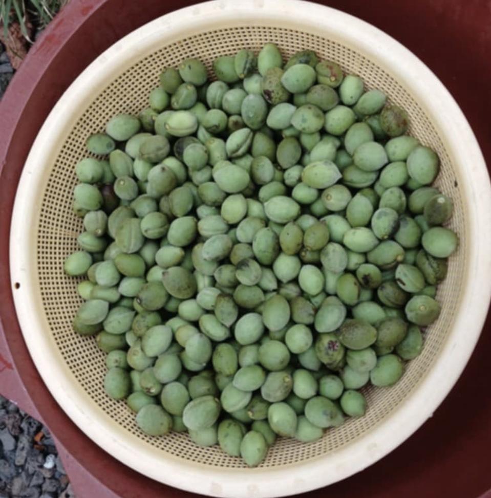 개복숭아10kg 46,000원 무료배송입니다