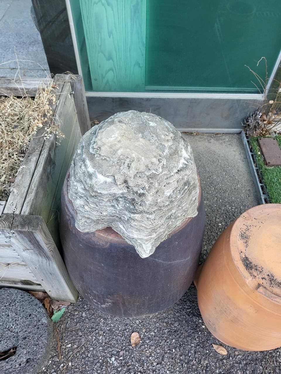 자연석 자라돌  안산 사사동