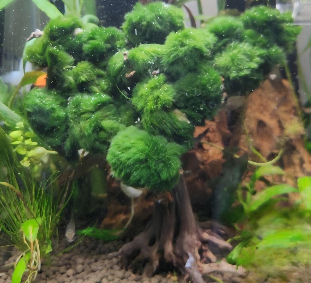 활착 수초+어항풀셋트