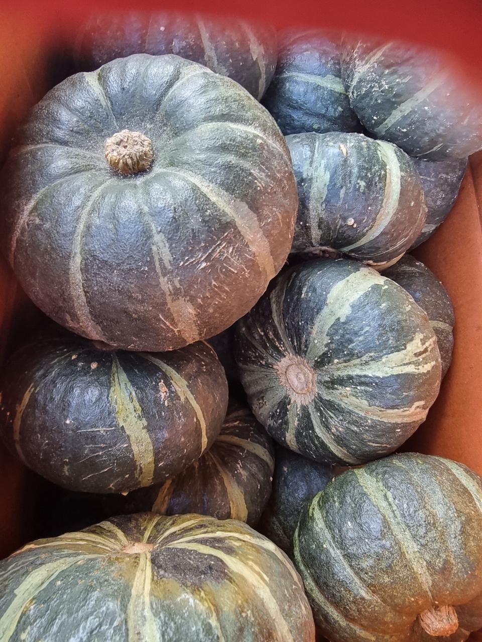 공중재배미니밤호박