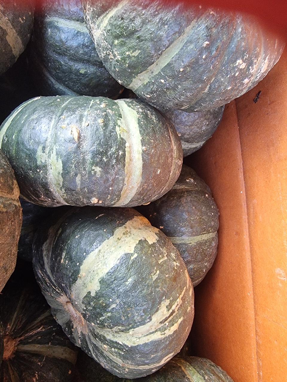 해남미니밤호박공중재배4.5키로1박스택포25000