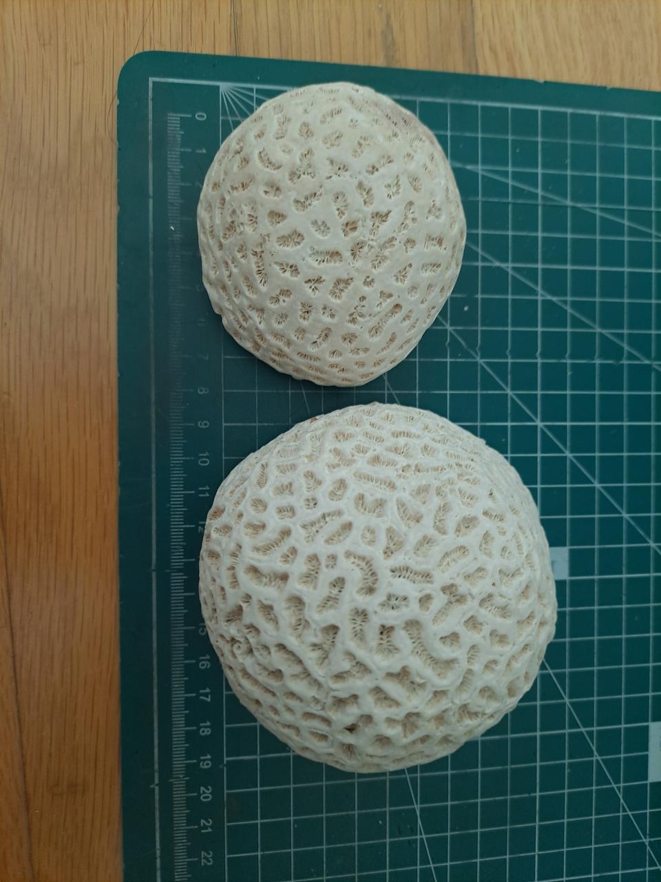 인테리어 소품으로 좋은 뇌산호 2개