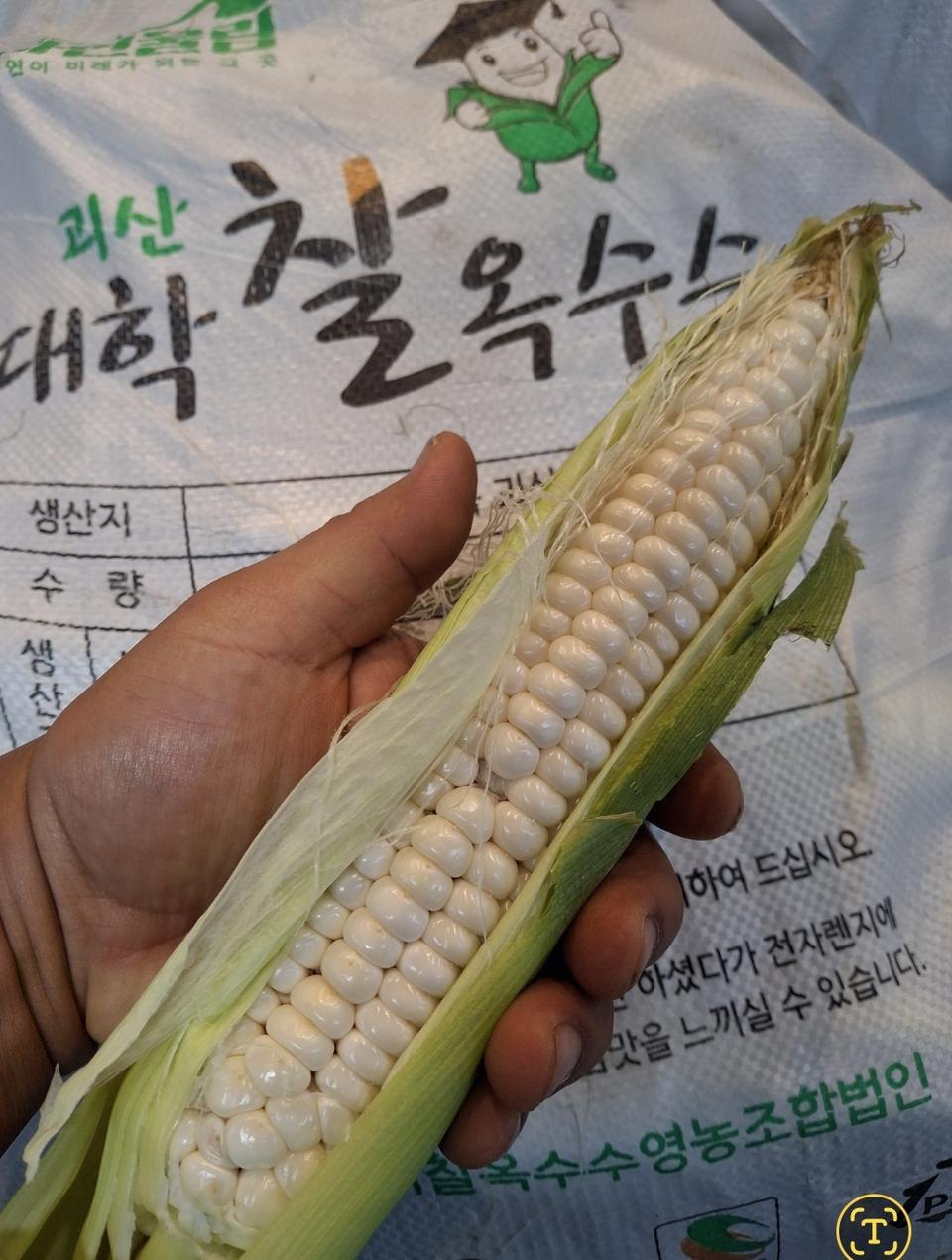 대학찰옥수수2자루 무료배송입니다